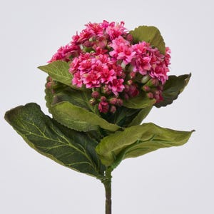 Seiden-Kalanchoe-Strauch Pflanzenspray - 20 cm