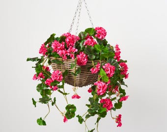 Blühender rosa Geranienstrauch Frühlings-Sommer-Blumenampel