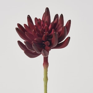 Maroon Red Aeonium Pick Soft PE Succulent Plant Spray - 6&quot;