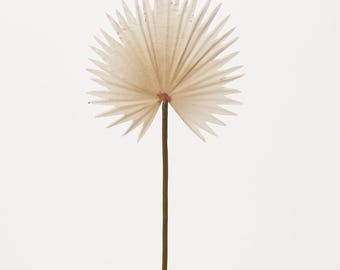 Palmera de sol en abanico beige neutro, de un solo tallo, 40,6 cm