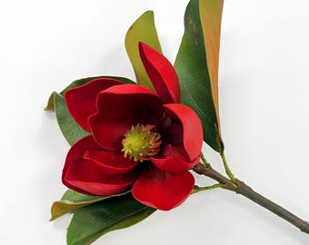Könnte beinhalten: Eine einzelne rote Magnolienblüte mit grünen Blättern und einem braunen Stiel.