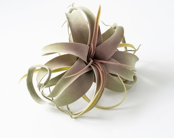 Light Green & Mauve Tillandsia Faux Air Plant - 9"