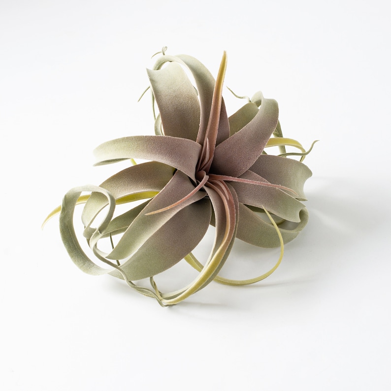 Light Green & Mauve Tillandsia Faux Air Plant 9 image 1