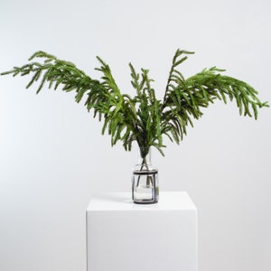 Norfolk Pine Branch Winter Christmas Arrangement in Industrial Glass Bottle