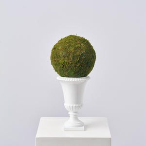 May include: A decorative topiary ball made of green moss sits atop a white urn-shaped planter. The planter has a fluted design and a square base. The moss ball is round and textured, creating a natural aesthetic.