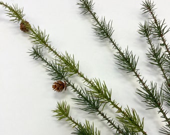 細く細い松ぼっくりと小さな松ぼっくりの枝、長い冬の緑の茎 - 33