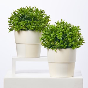 20 Inch Boxwood Tree Cone Topiary in Light Green Tinted Weathered Concrete Urn - Single or Pair