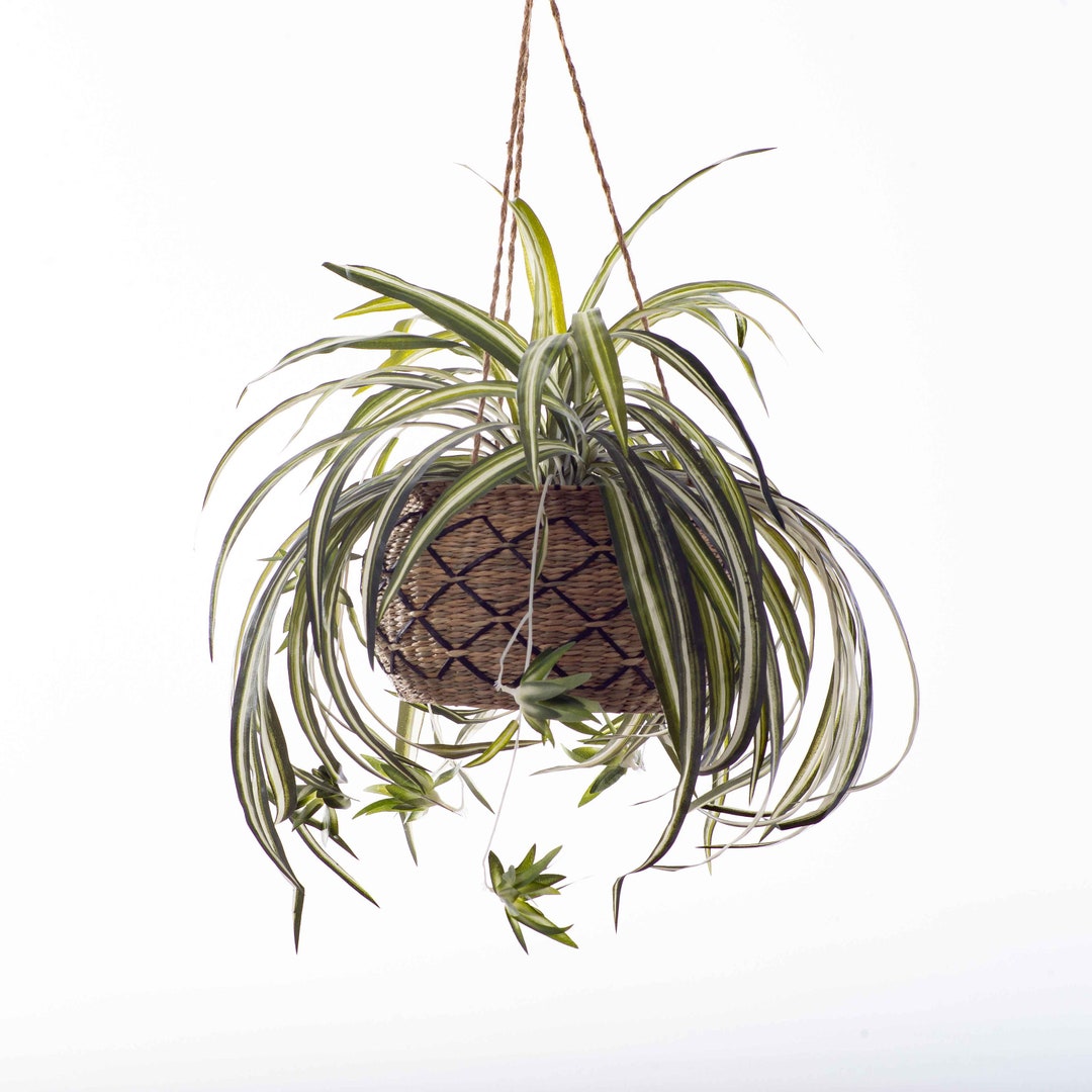 Small Green & White Silk Faux Spider Plant in Woven Tan Black Diamond