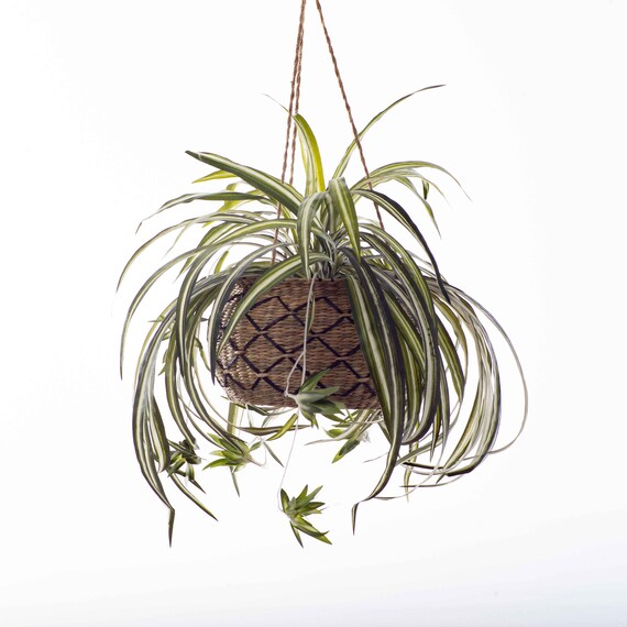 Small Green & White Silk Faux Spider Plant in Woven Tan Black Etsy