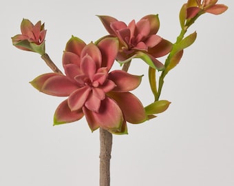 ピンク エケベリア ロゼット - 7 インチ - Etsy 日本