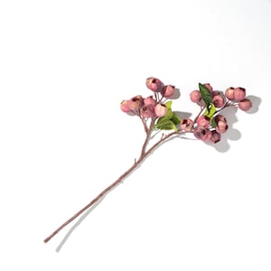 May include: A branch with small, pink, dried berries and green leaves. The branch is on a white background.
