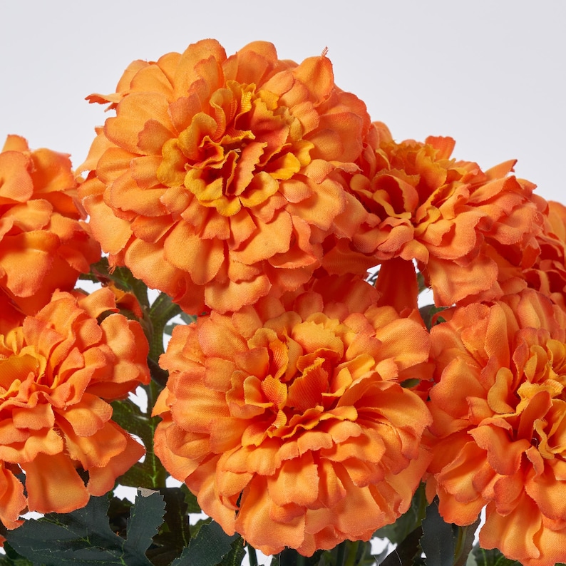 May include: Close-up of vibrant orange marigold flowers with layered petals. The flowers have a textured appearance and are set against a white background. Green leaves are visible at the base of the flowers. The image showcases a cluster of these bright, decorative blooms.