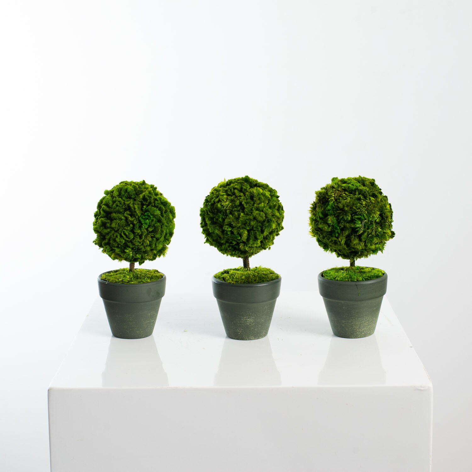 Set of 3 Mini Preserved Celosia Moss Mini Topiary Ball Trees Etsy UK