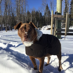Dog coat, waterproof dog coat