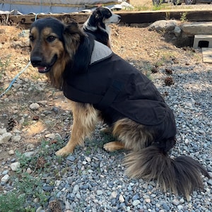 May include: A German Shepherd dog wearing a black dog coat with a checkered collar sits on a gravel surface. Another dog is partially visible in the background. The dog has brown and black fur.