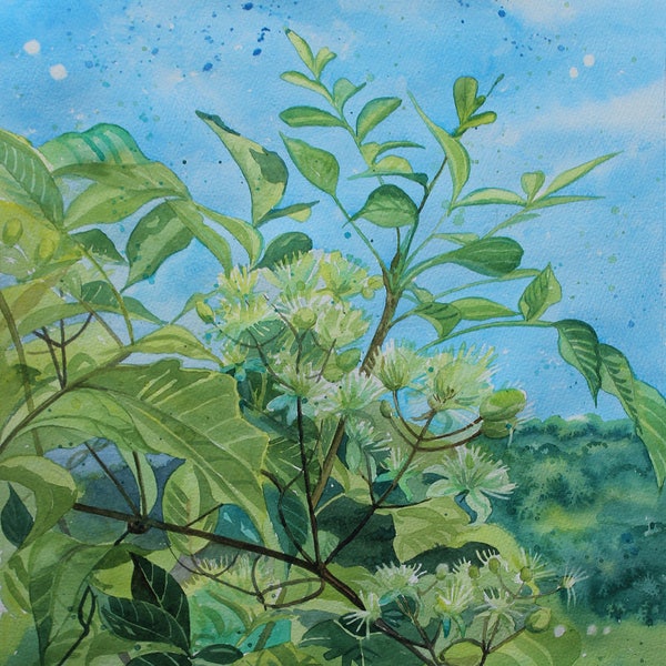 Original Honeysuckle Watercolor Painting: Cornwall Floral Art