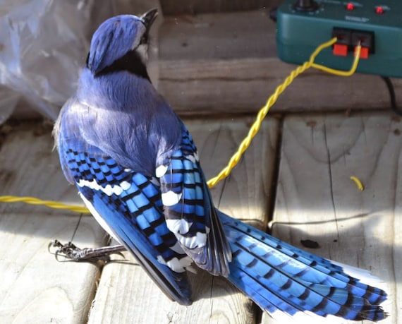 Blue Jay Costume Set / Wings and Mask / Kids Bird Costume / Adult Bird  Costume / Blue Jay Wings / Blue Jay Mask / Made in USA -  Denmark