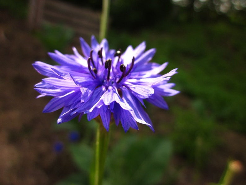 Seedballs Blaues Wunder 6er, Seedbombs mit blaublühenden Blumensamen, Geschenk für Gartenfreunde, Bild 4