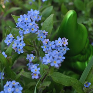 Seedballs Blaues Wunder 6er, Seedbombs mit blaublühenden Blumensamen, Geschenk für Gartenfreunde, Bild 6