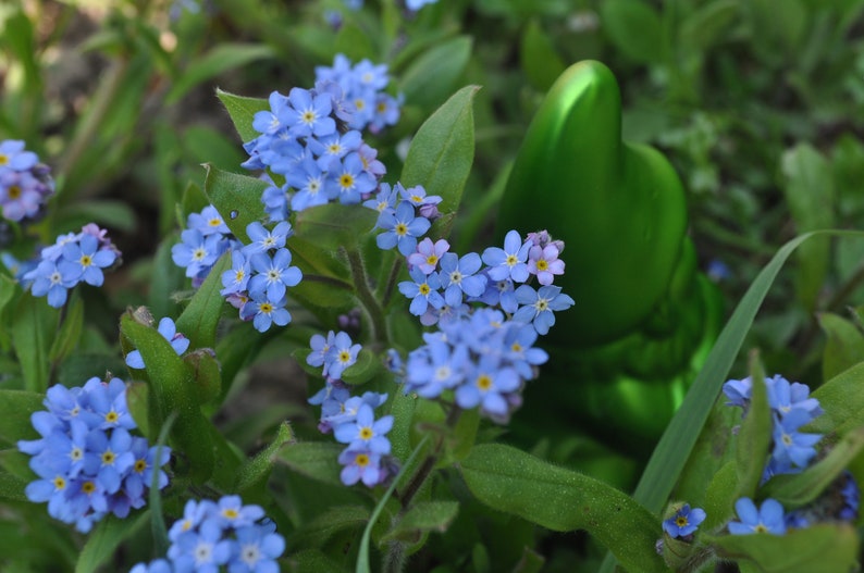 Seedballs Blaues Wunder 6er, Seedbombs mit blaublühenden Blumensamen, Geschenk für Gartenfreunde, Bild 6