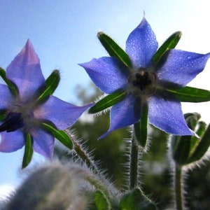 Seedballs Blaues Wunder 6er, Seedbombs mit blaublühenden Blumensamen, Geschenk für Gartenfreunde, Bild 5