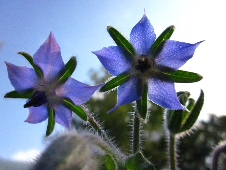 Seedballs Blaues Wunder 6er, Seedbombs mit blaublühenden Blumensamen, Geschenk für Gartenfreunde, Bild 5