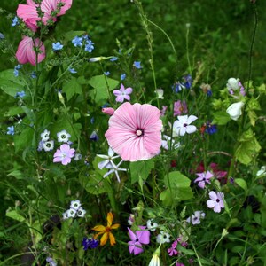 Seedballs Balkongarten 6er, Seedbombs,mit niedrigwachsender Saatgutmischung, Geschenk für Gartenfreunde, Bild 10