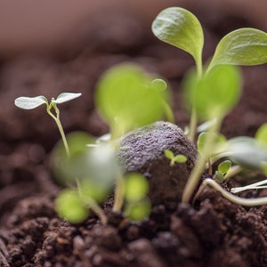 6 Seedballs, Good Day Sunshine, with yellow blossoming seed mix, gift for garden lovers image 3