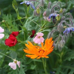 Seedballs Bee State Banquet 6er, Seedbombs with bee-friendly seeds, Gift for garden lovers, image 8