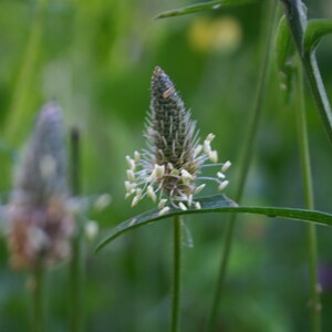 Seedballs Wilde Wiese 3er, mit Wildblumensamen regionaler Herkunft, Geschenk für Gartenfreunde, Bild 6