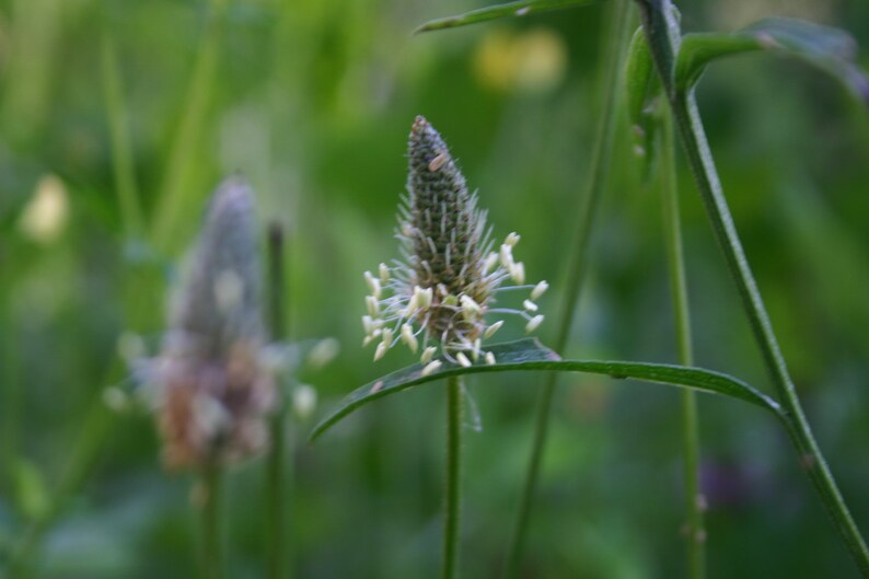 Seedballs Wilde Wiese 3er, mit Wildblumensamen regionaler Herkunft, Geschenk für Gartenfreunde, Bild 6