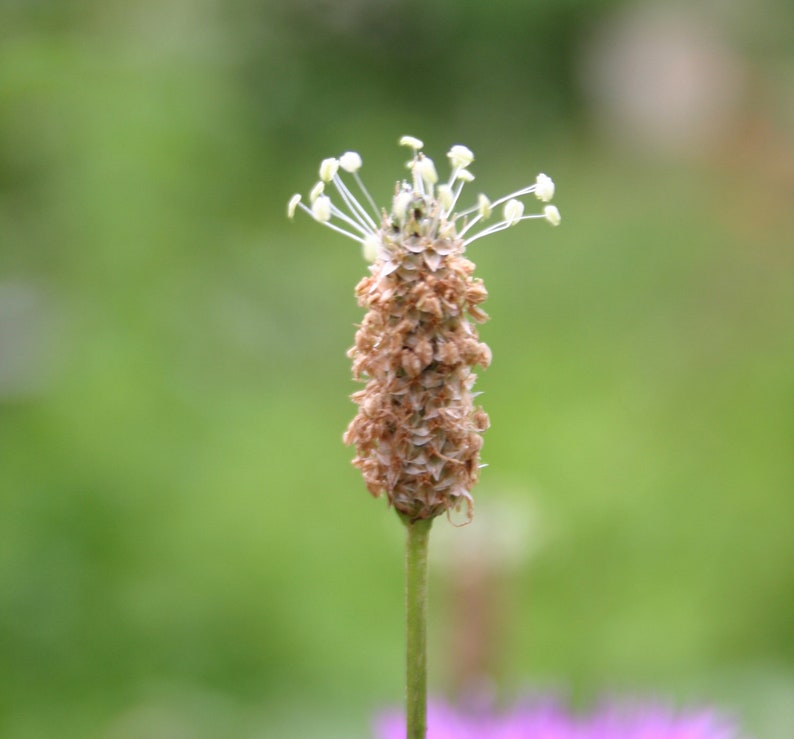 Seedballs Wilde Wiese 3er, mit Wildblumensamen regionaler Herkunft, Geschenk für Gartenfreunde, Bild 4