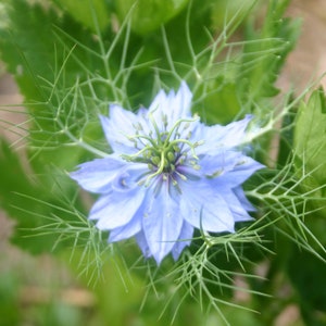 Seedballs Blaues Wunder 6er, Seedbombs mit blaublühenden Blumensamen, Geschenk für Gartenfreunde, Bild 7