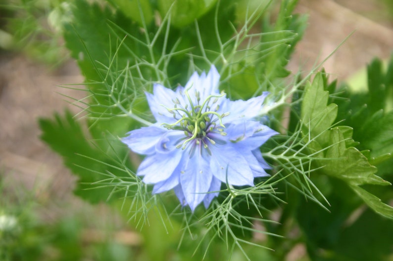 Seedballs Blaues Wunder 6er, Seedbombs mit blaublühenden Blumensamen, Geschenk für Gartenfreunde, Bild 7