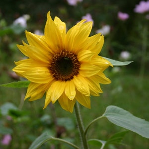 6 Seedballs, Good Day Sunshine, with yellow blossoming seed mix, gift for garden lovers image 6