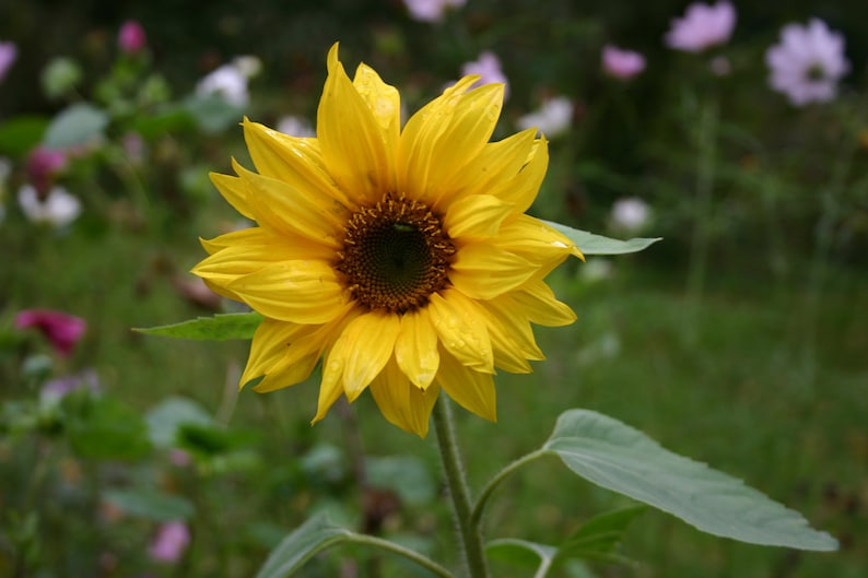 Seedballs Good Day Sunshine 6er, Seedbombs mit gelbblühenden Blumensamen, Geschenk für Gartenfreunde, Bild 6