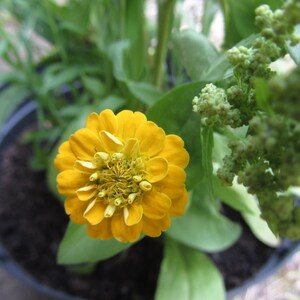 6 Seedballs, Good Day Sunshine, with yellow blossoming seed mix, gift for garden lovers image 9