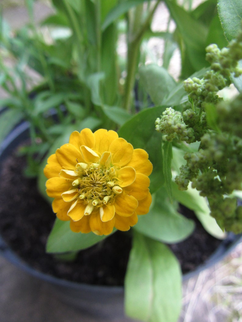 6 Seedballs, Good Day Sunshine, with yellow blossoming seed mix, gift for garden lovers image 9