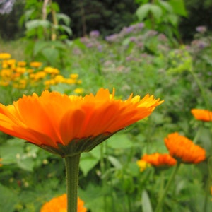 Seedballs Good Day Sunshine 6er, Seedbombs mit gelbblühenden Blumensamen, Geschenk für Gartenfreunde, Bild 5