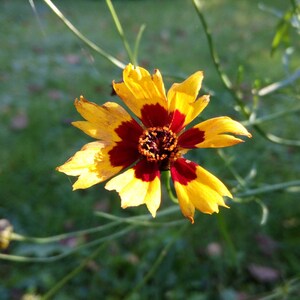 6 Seedballs, Good Day Sunshine, with yellow blossoming seed mix, gift for garden lovers image 7