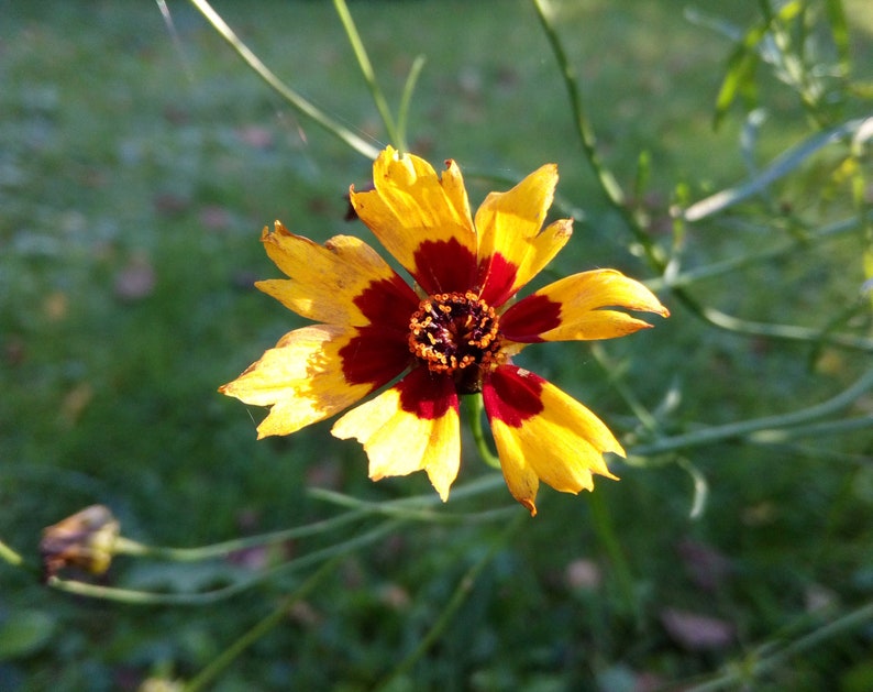 6 Seedballs, Good Day Sunshine, with yellow blossoming seed mix, gift for garden lovers image 7