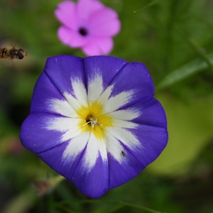 Seedballs Blaues Wunder 6er, Seedbombs mit blaublühenden Blumensamen, Geschenk für Gartenfreunde, Bild 8