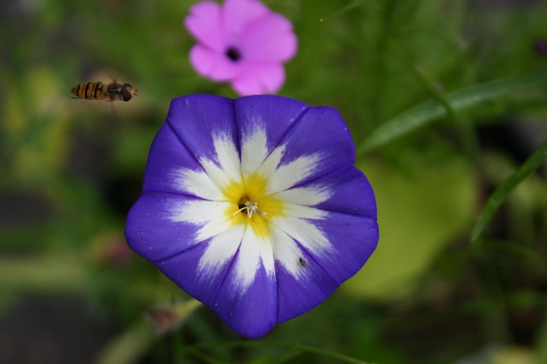 Seedballs Blaues Wunder 6er, Seedbombs mit blaublühenden Blumensamen, Geschenk für Gartenfreunde, Bild 8