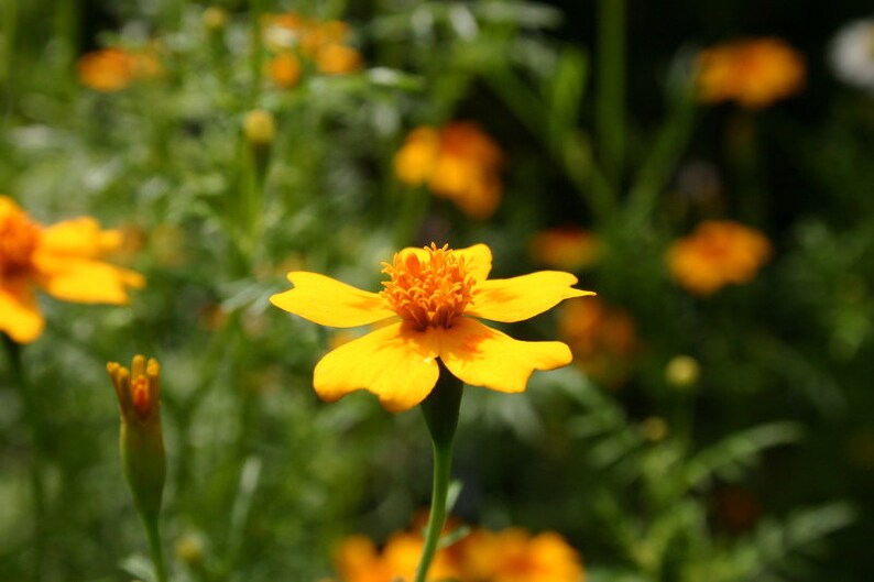6 Seedballs, Good Day Sunshine, with yellow blossoming seed mix, gift for garden lovers image 4