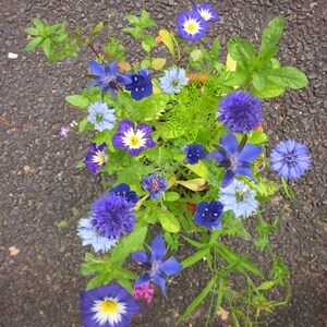 Seedballs Blaues Wunder 6er, Seedbombs mit blaublühenden Blumensamen, Geschenk für Gartenfreunde, Bild 10