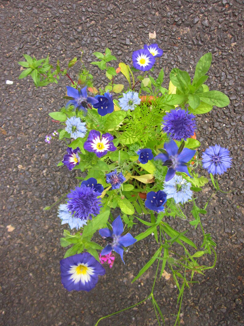 Seedballs Blaues Wunder 6er, Seedbombs mit blaublühenden Blumensamen, Geschenk für Gartenfreunde, Bild 10