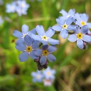 Seedballs Wilde Wiese 3er, mit Wildblumensamen regionaler Herkunft, Geschenk für Gartenfreunde, zdjęcie 7