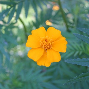 6 Seedballs, Good Day Sunshine, with yellow blossoming seed mix, gift for garden lovers image 8