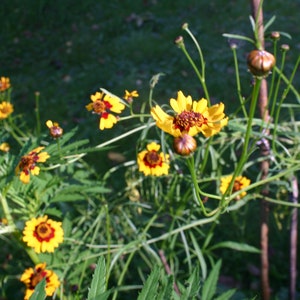 6 Seedballs, Good Day Sunshine, with yellow blossoming seed mix, gift for garden lovers image 10