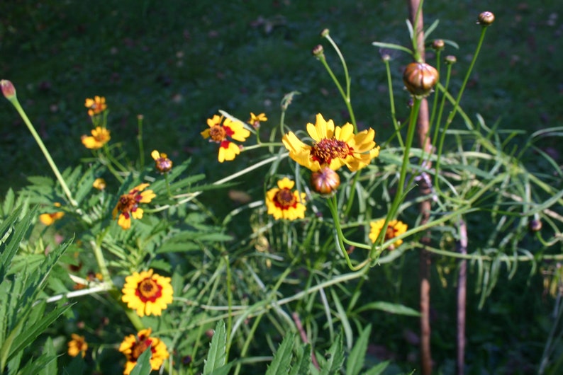 6 Seedballs, Good Day Sunshine, with yellow blossoming seed mix, gift for garden lovers image 10